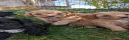 Cavapoo dogs for sale: EVEREST - Ad 12
