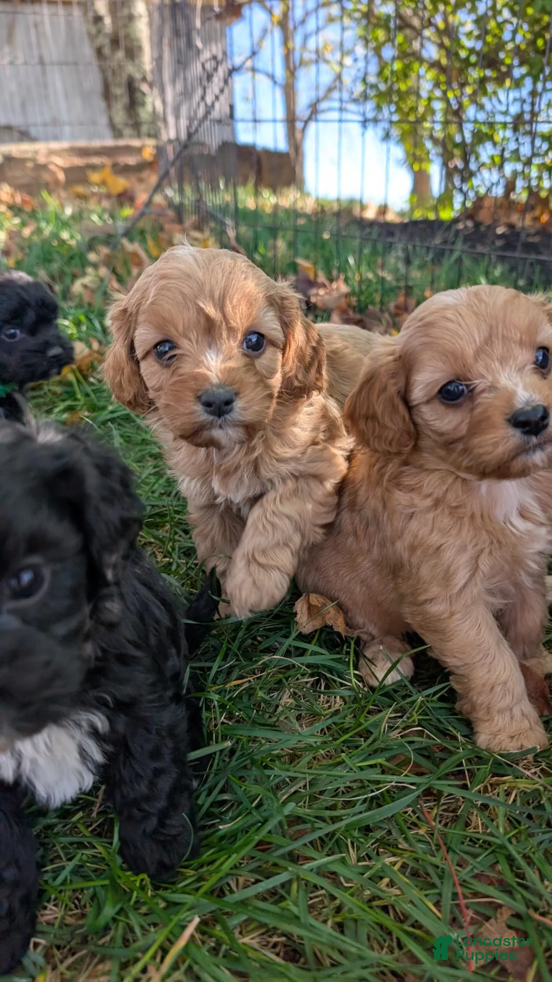 Cavapoo dogs for sale: EVEREST - Ad 12
