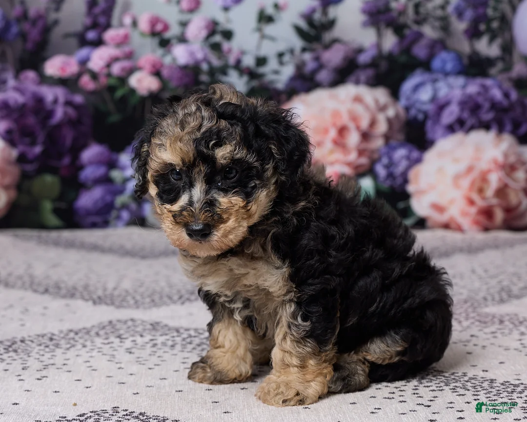 Miniature Poodle dogs for sale: Regan - Ad 2