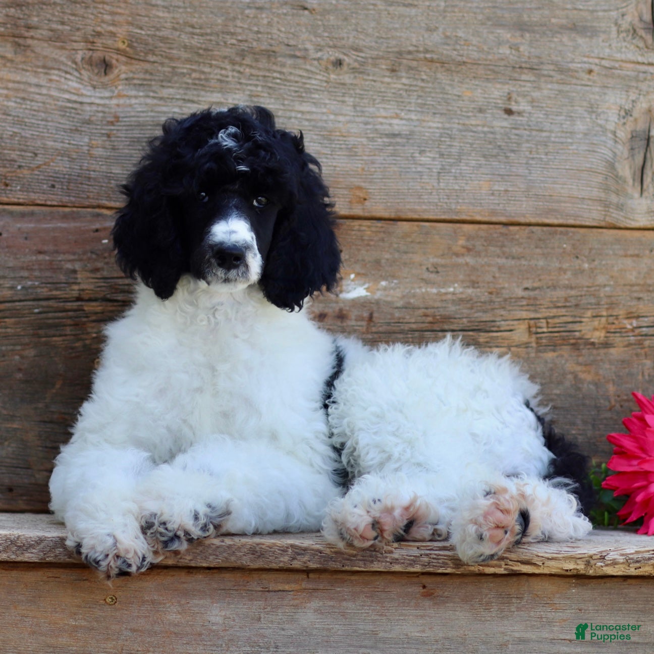 Standard Poodle dogs Fifi - Ad 2