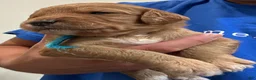 Goldendoodle dogs for sale: Blue - Ad 1