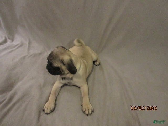 Pug dogs for sale: Pug Puppy 2 - Ad 17