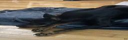 Doberman Pinscher dogs for sale: Doberman Pinscher 3 - Ad 2