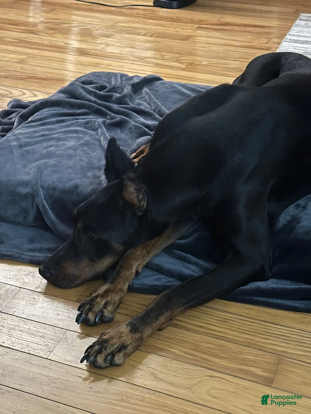 Doberman Pinscher dogs for sale: Doberman Pinscher 3 - Ad 2