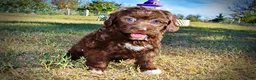 Havapoo dogs for sale: Precious - Ad 9