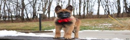Belgian Malinois dogs for sale: Angel - Ad 13