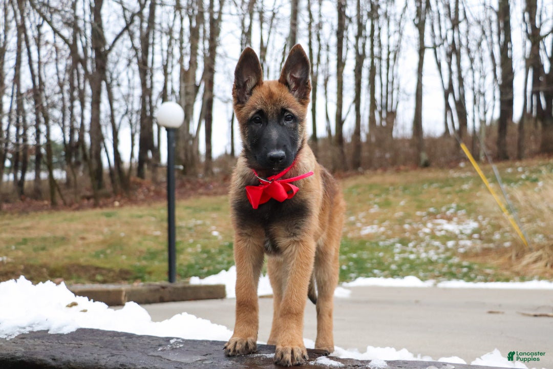 Belgian Malinois dogs for sale: Angel - Ad 13