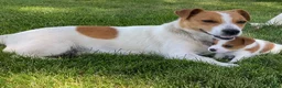 Jack Russell Terrier dogs for sale: Dellie - Ad 4