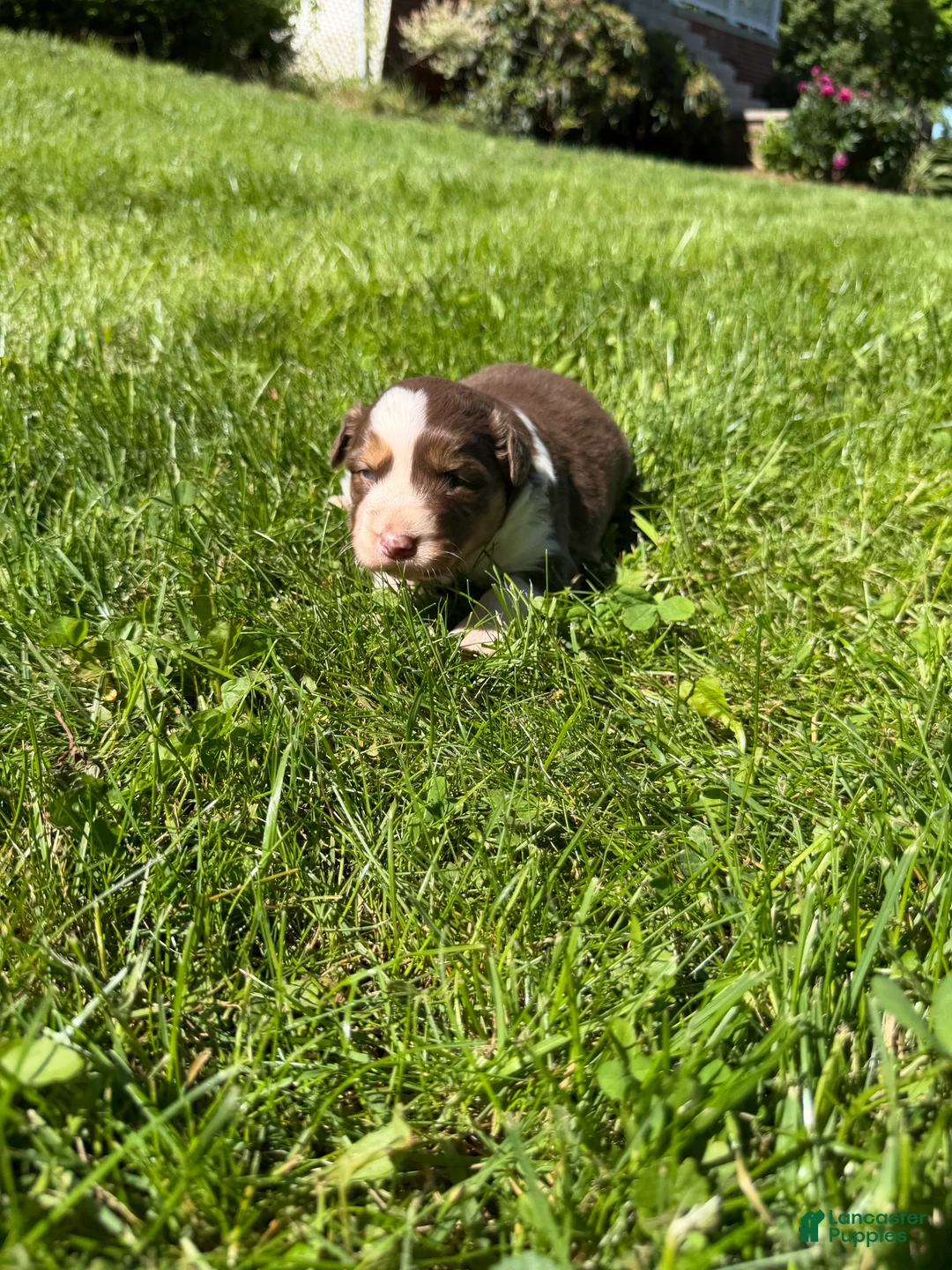 Mixed Breed dogs for sale: Mixed Breed 3 - Ad 1