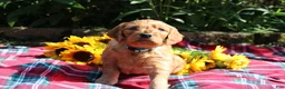 Mixed Breed dogs for sale: Simon- Irish Goldendoodle  - Ad 11