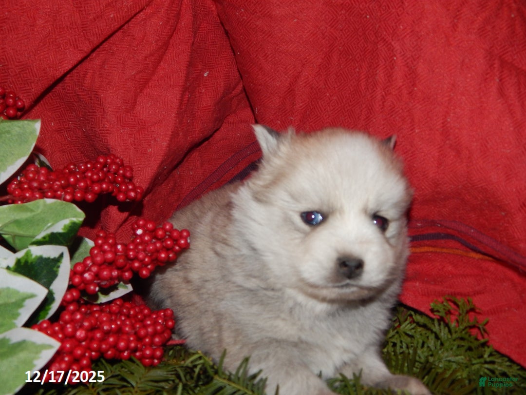 Pomsky dogs for sale: Milo - Ad 2