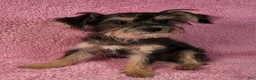 Yorkiepoo dogs for sale: Diamond Dream - Ad 8
