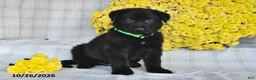 German Shepherd dogs for sale: Oliver - Ad 5
