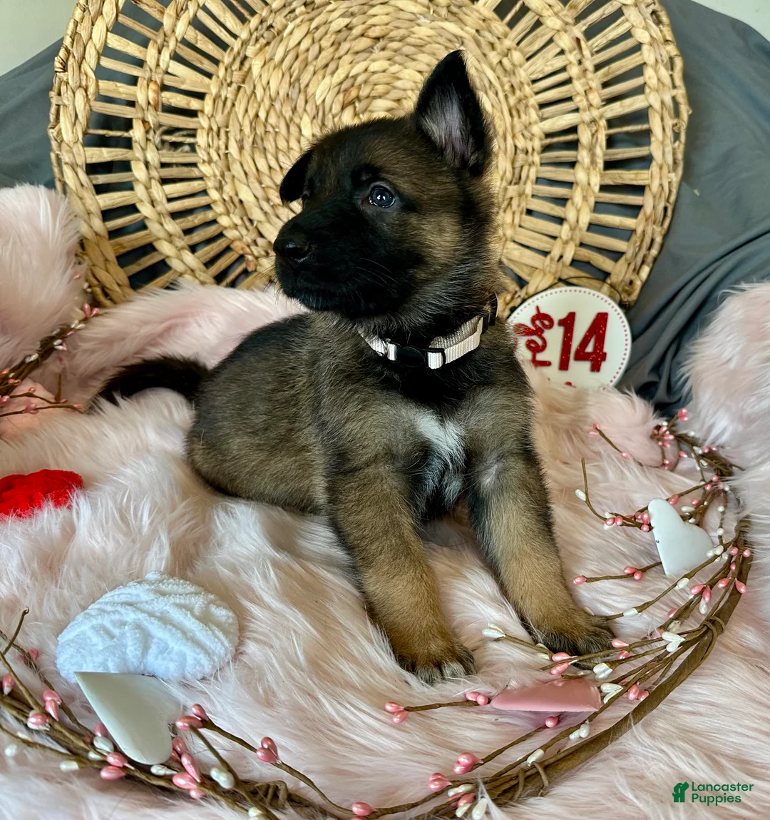 German Shepherd dogs for sale: Jasmine  - Ad 4
