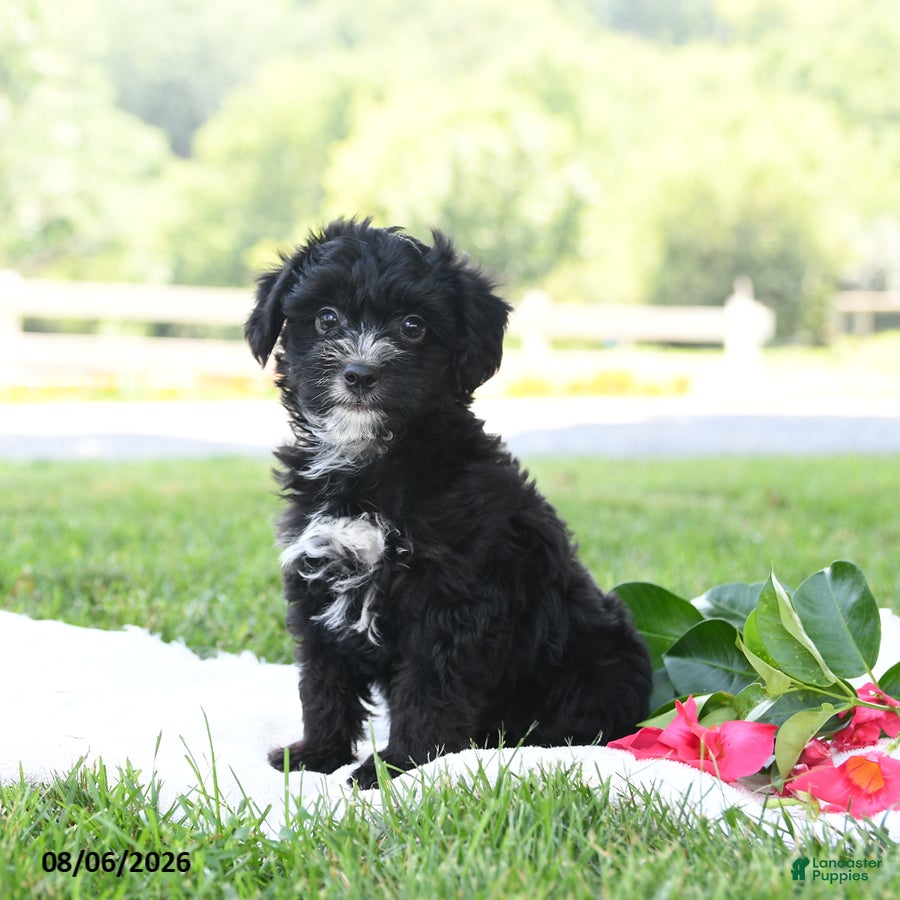 Yorkiepoo dogs Charlie Harley - Ad 2