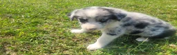 Mixed Breed dogs for sale: Ram  - Ad 4