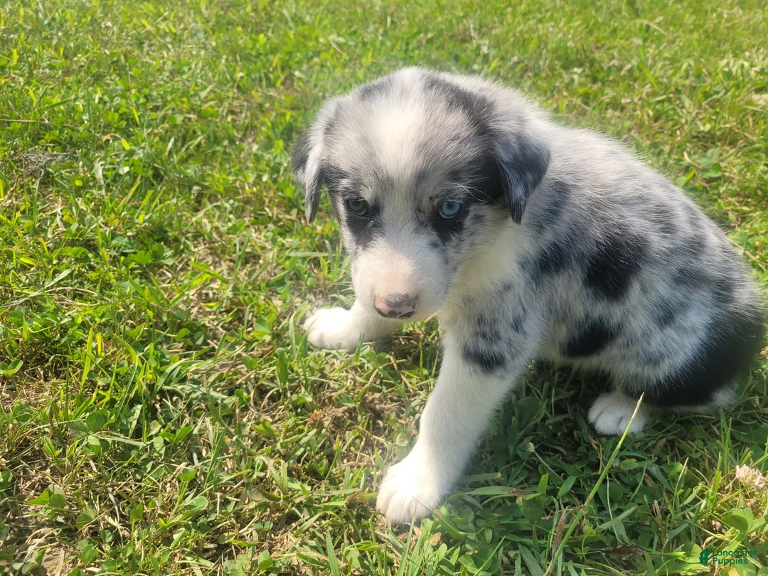 Mixed Breed dogs for sale: Ram  - Ad 4