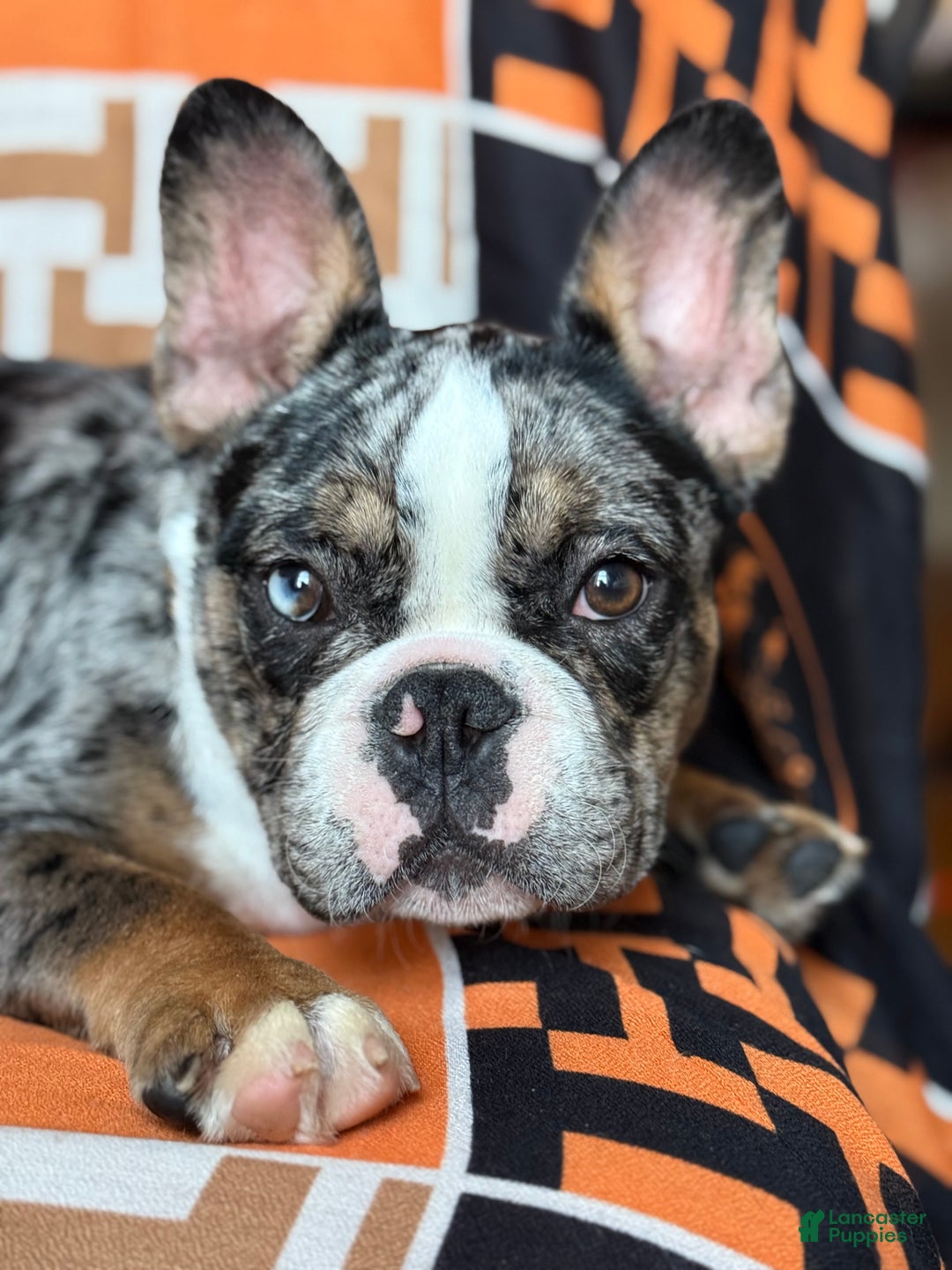 French Bulldog dogs for sale: Marcus - Ad 17