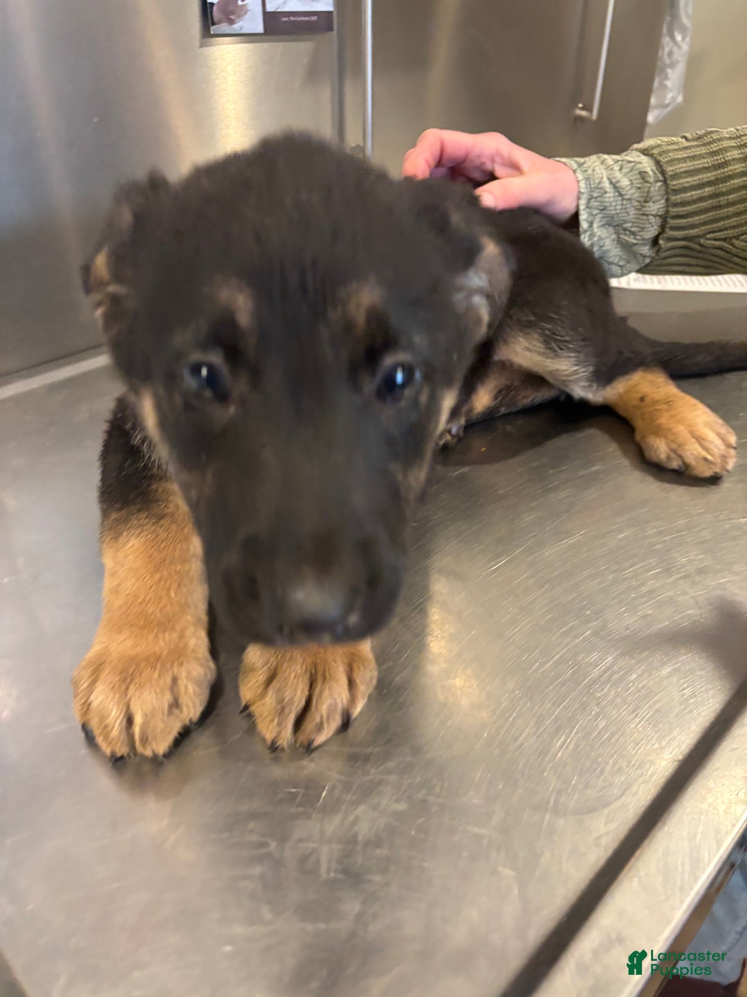 German Shepherd dogs for sale: Roxy - Ad 4