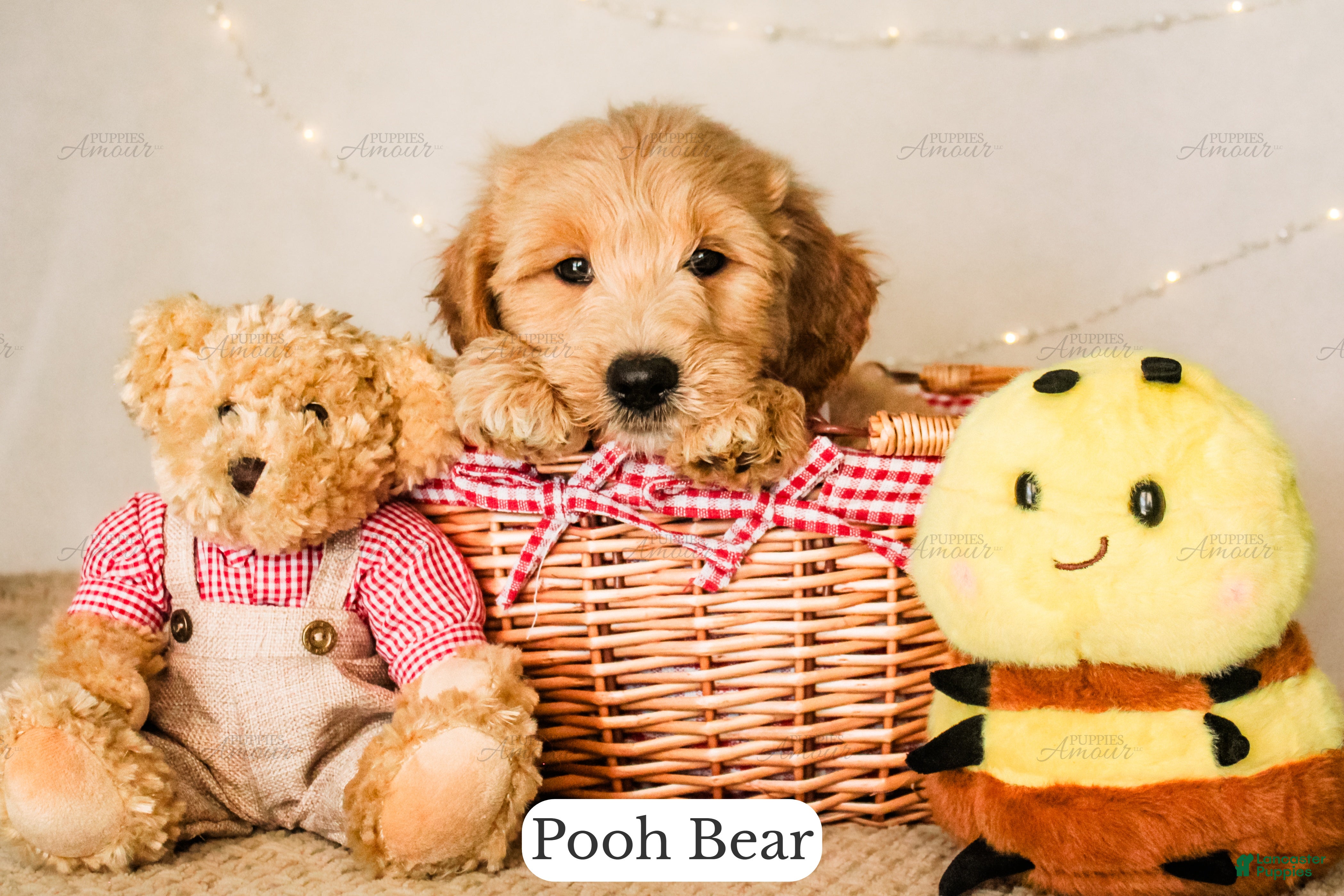 Goldendoodle dogs Pooh Bear - Ad 1