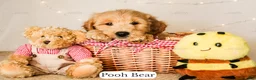 Goldendoodle dogs for sale: Pooh Bear - Ad 1