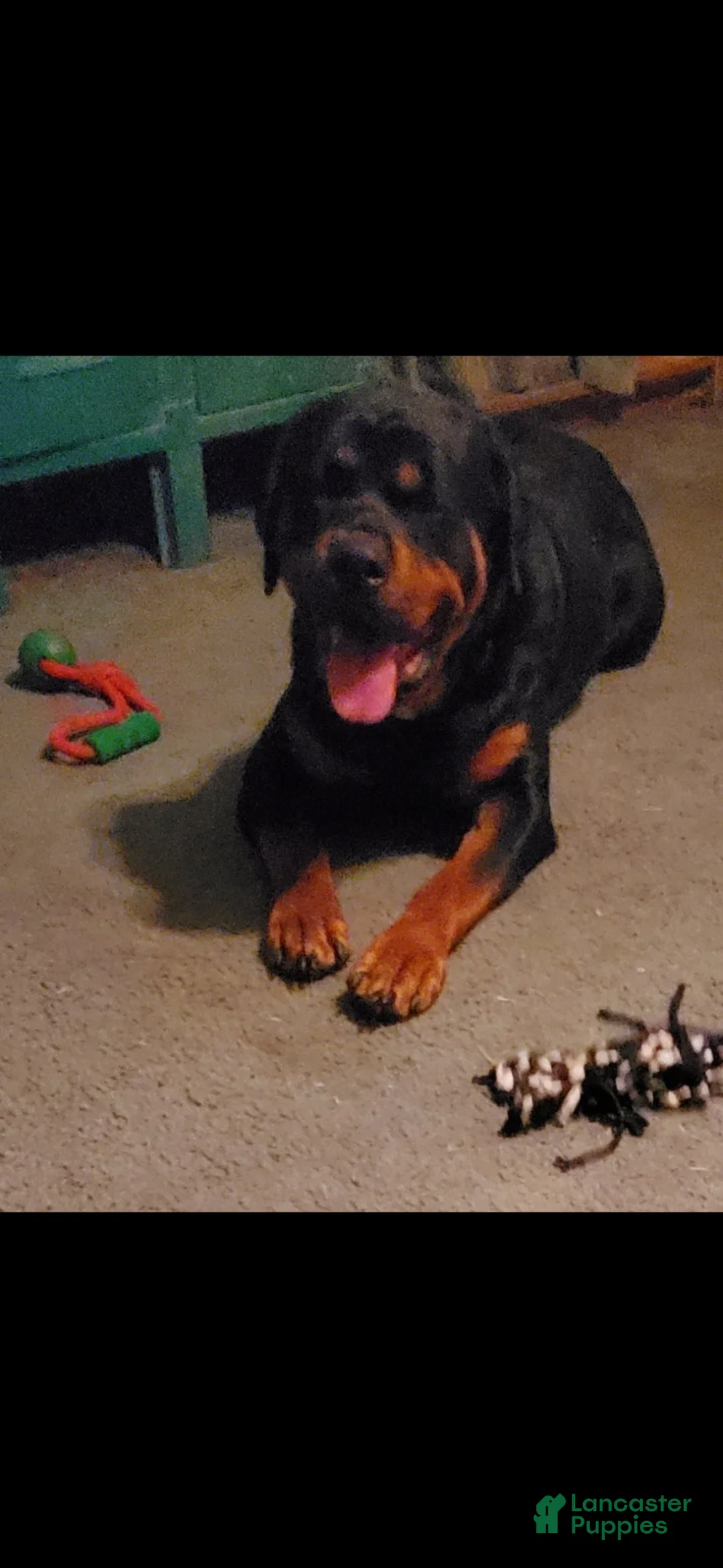 Rottweiler dogs for sale: Twix - Ad 5