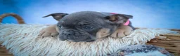 Frenchton dogs for sale: Paris 🎀 - Ad 2