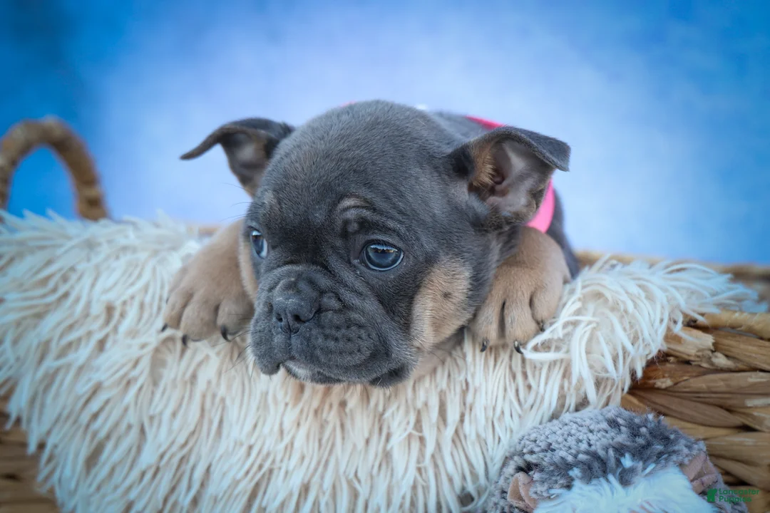 Frenchton dogs for sale: Paris 🎀 - Ad 2