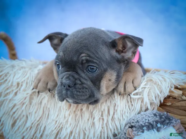 Frenchton dogs Paris 🎀 - Ad 2