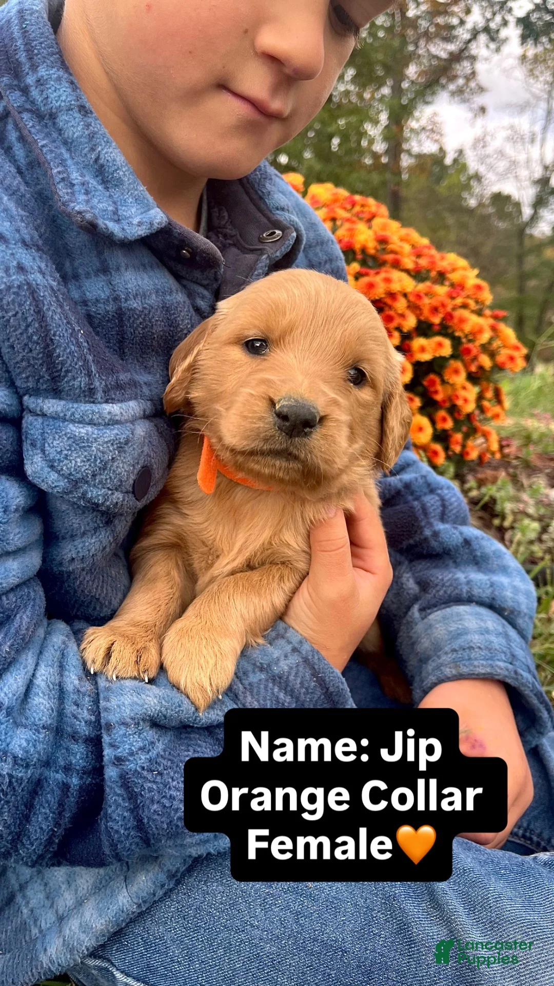 Golden Retriever dogs for sale: Golden Retriever Jip - Ad 2