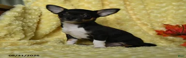 Dewey