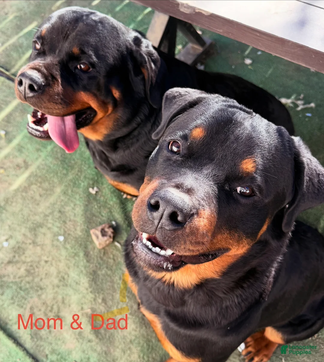 Rottweiler dogs for sale: Bella - Ad 5