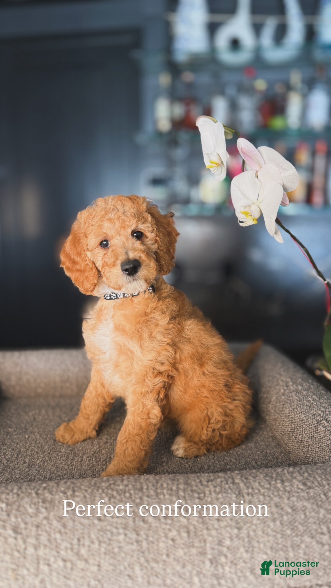 Goldendoodle dogs Phillip - Ad 6