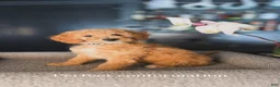 Goldendoodle dogs for sale: Phillip - Ad 1