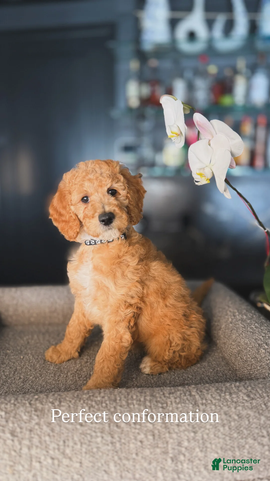 Goldendoodle dogs for sale: Phillip - Ad 1