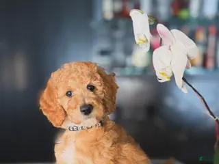 Goldendoodle dogs for sale: Phillip - Ad 2