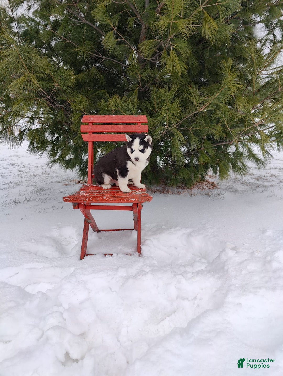 Siberian Husky dogs for sale: Prince Caspian - Ad 5