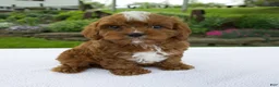 Cavapoo dogs for sale: Ian - Ad 1