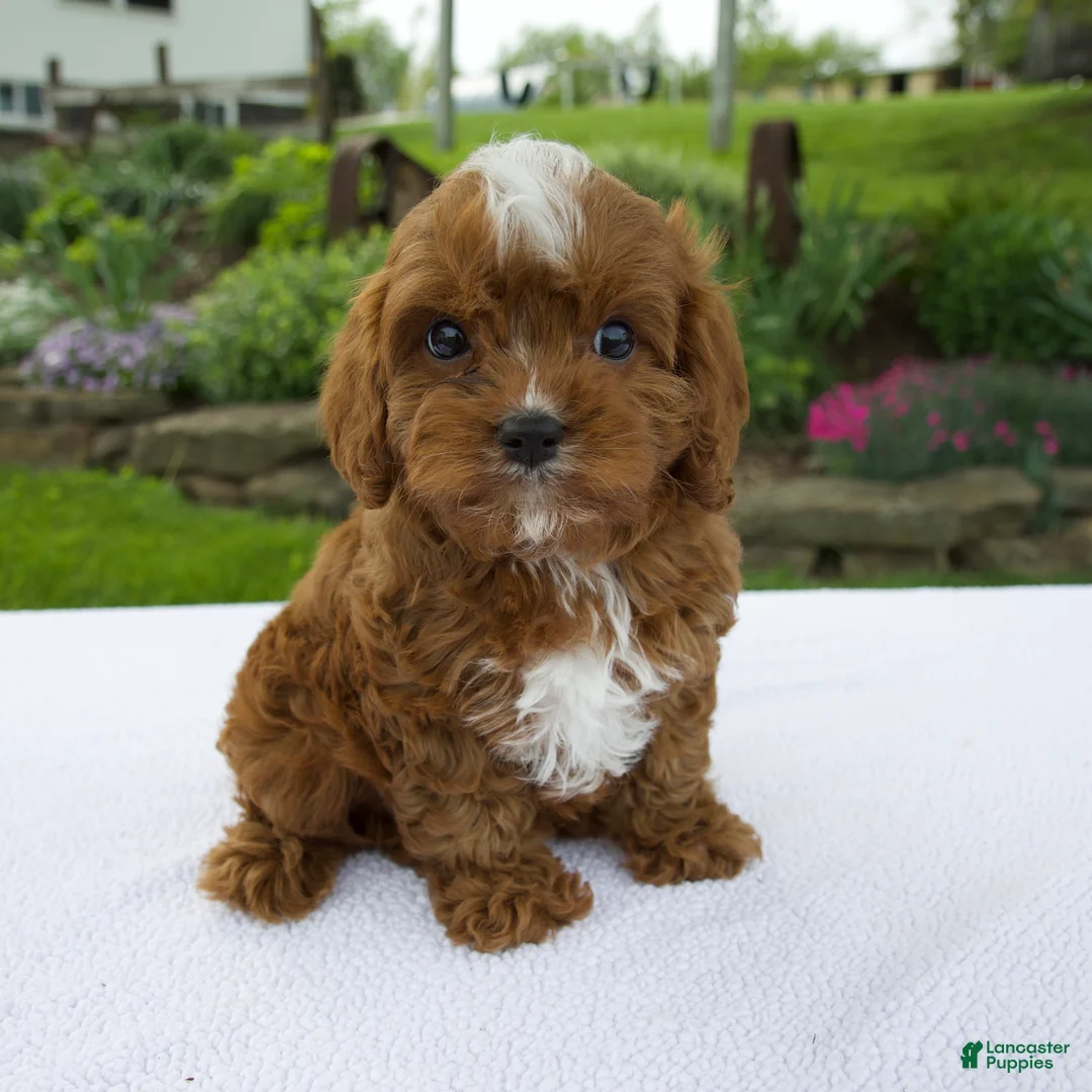 Cavapoo dogs for sale: Ian - Ad 1