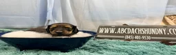 Miniature Dachshund dogs for sale: Uk English cream - Ad 2