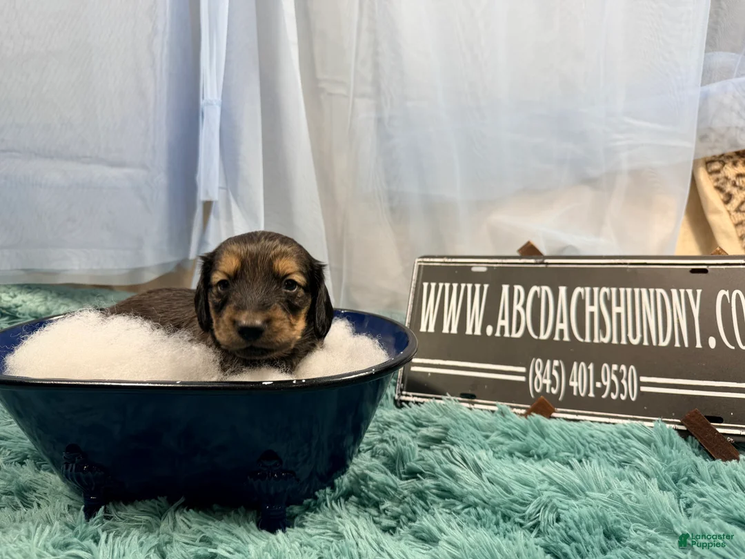 Miniature Dachshund dogs for sale: Uk English cream - Ad 2