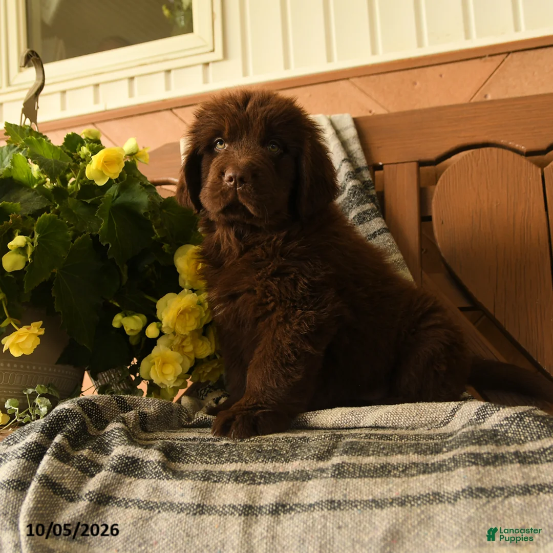 Newfoundland dogs for sale: Mocha - Ad 1