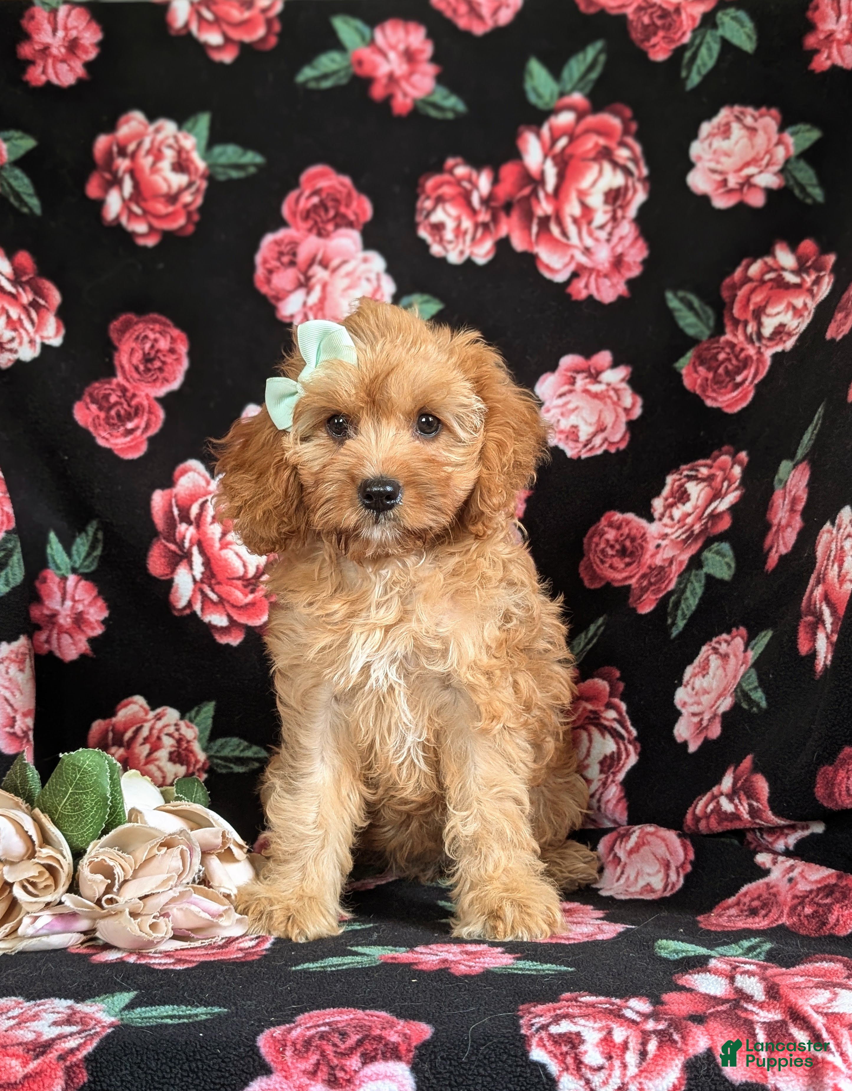 Cavapoo dogs Tootsie - Ad 2