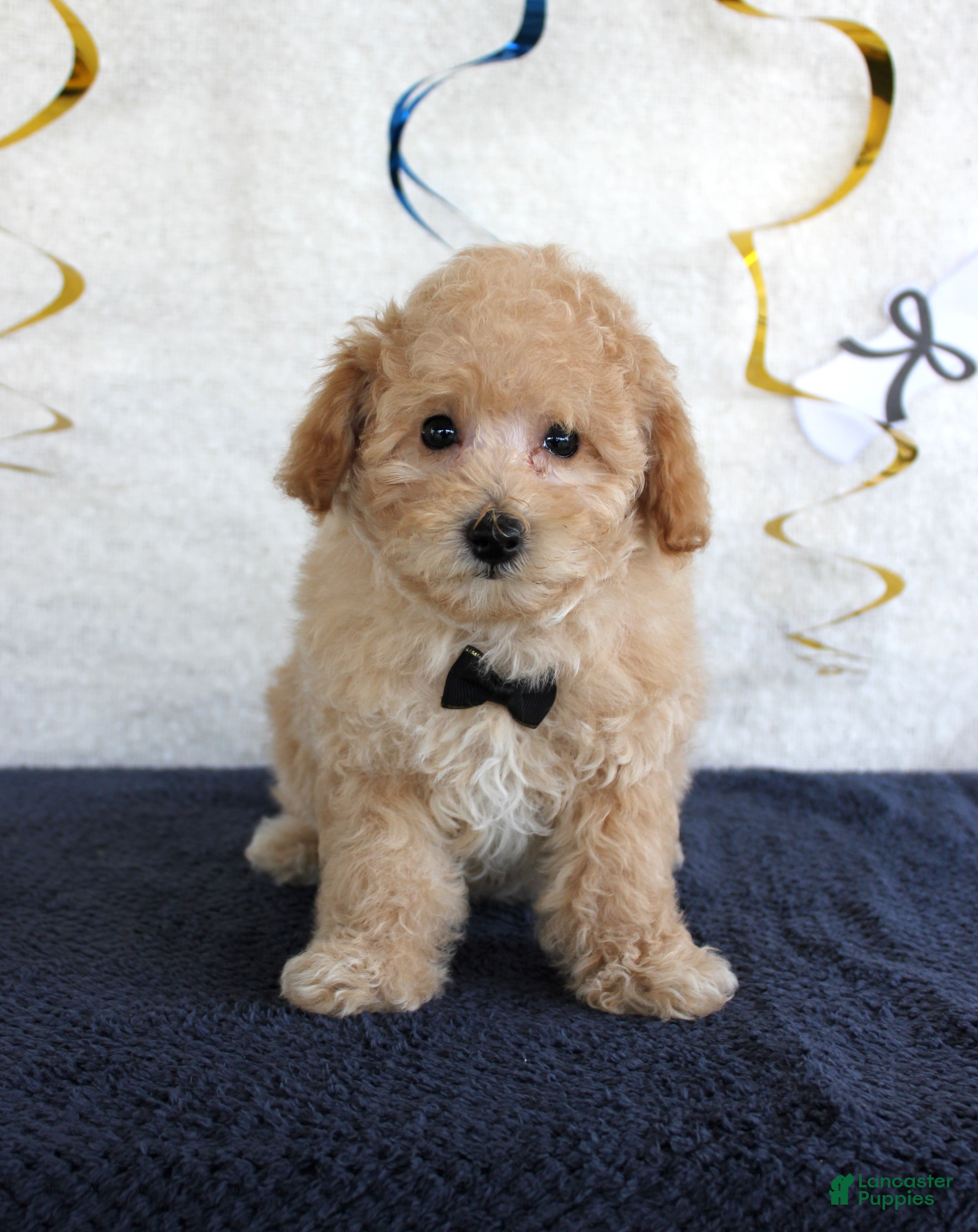 Miniature Poodle dogs Caramel - Ad 4