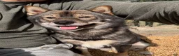 Shiba Inu dogs for sale: Touka  - Ad 33