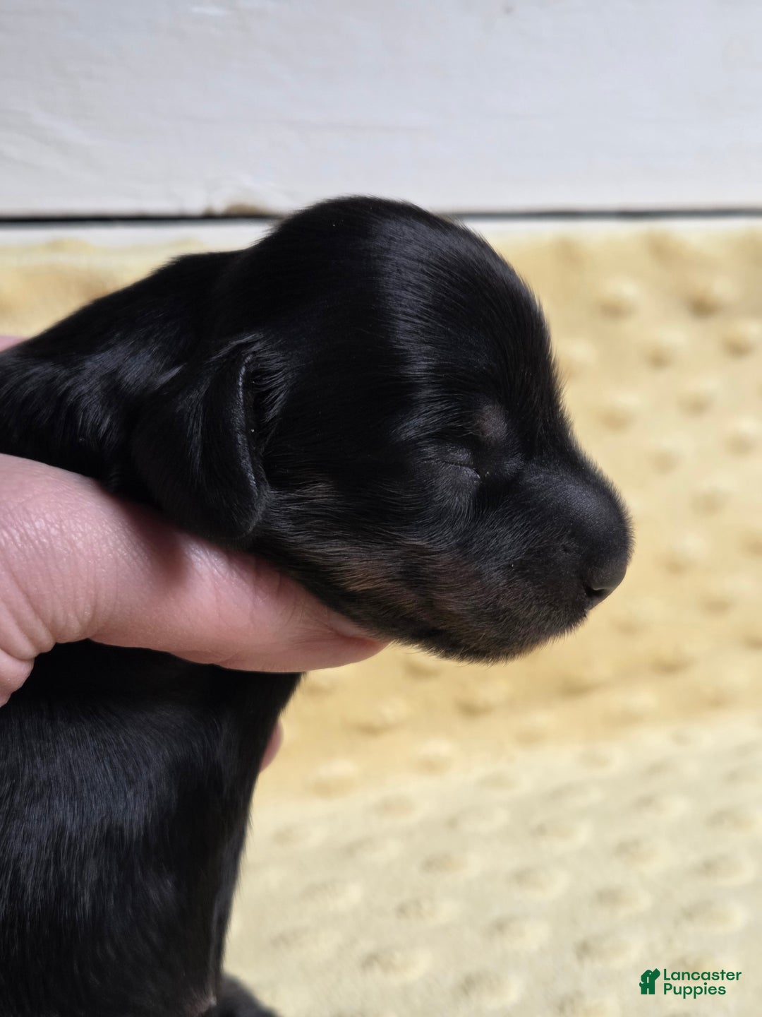 Miniature Dachshund dogs for sale: Pita - Ad 2