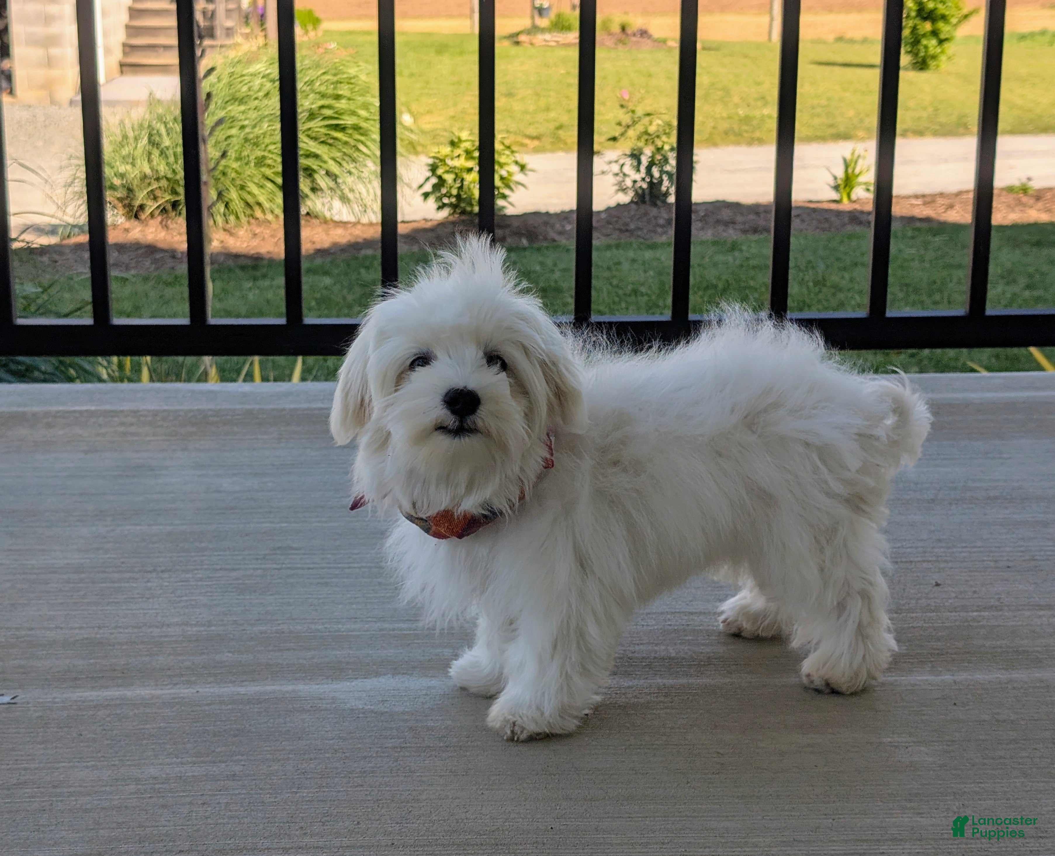 Maltese dogs Gus 7 lbs Full Grown - Ad 2