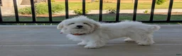 Maltese dogs for sale: Gus 7 lbs Full Grown - Ad 2