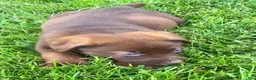 Mixed Breed dogs for sale: Ruby - Ad 1