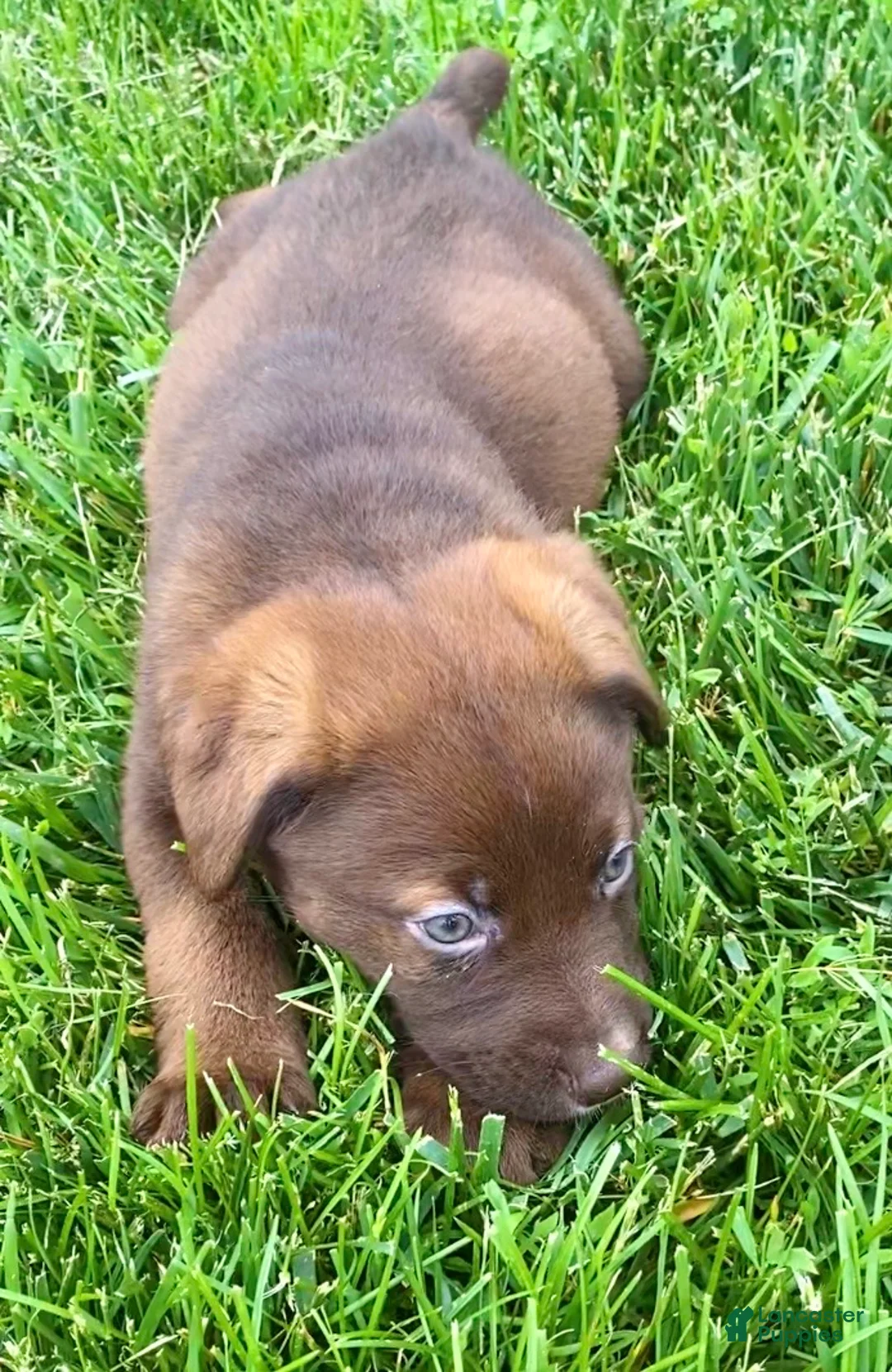 Mixed Breed dogs for sale: Ruby - Ad 1